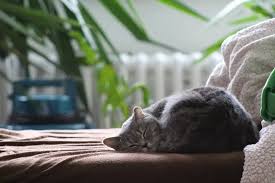 Doch katzenurin und den dazugehörigen geruch zu beseitigen, ist eigentlich gar nicht schwer. Mit Hausmitteln Gegen Katzenurin Geruch Entfernen Schnell Und Einfach