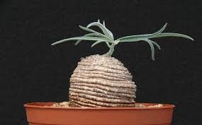 Image result for Trochomeria