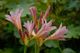 Check spelling or type a new query. Trying To Identify A Small Lily Like Flower From Memory Flowers Forums