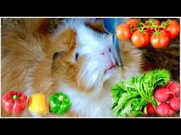 Guinea pigs will overeat if given the chance, so, to prevent obesity, remove pelleted food that is left uneaten after one hour and discard fresh fruits or vegetables that are left uneaten after 24 hours. Guinea Pig Safe Vegetables Youtube