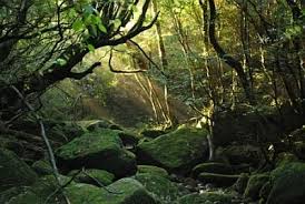 Yakushima climate: average weather, temperature, precipitation, best time
