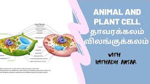 Check spelling or type a new query. Tamil Medium Science For O L Grade 10 Grade 11 Youtube