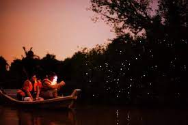 Pokok berembang atau 'sonneratia caseolaris' adalah sejenis pokok bakau yang tumbuh liar di tebing sungai selangor. Kuala Selangor Fireflies Tour From Kuala Lumpur