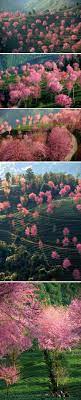 pin by rosestand huang on 大理 around the world in 80 days beautiful landscapes countries of asia
