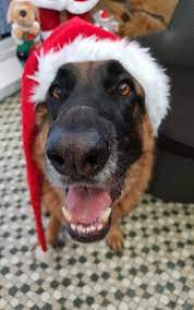 German Shepherd Dogs Christmas Pics Day 5 Christmas Advent Calendar Titan Dressed Up With His Extra L German Shepherd Dogs Christmas Dog German Shepherd