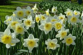 Daffodil Ice Follies Landscaper Special Daffodils Long Lasting Flower Beautiful Flowers