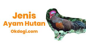 Di indonesia pada mulanya ayam ini diburu untuk di jadikan makanan karena daging ayam ini di anggap lebi lezat di banding ayam peliharaan. 5 Jenis Ayam Hutan Terlengkap