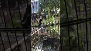 Beautifull Suara Burung Decu Wulung Png