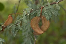 Image result for Acacia erioloba
