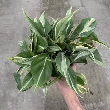 6 Philodendron Rio Gabriella Plants Plants House Plants Pretty Plants