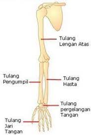Tarsal / tulang pergelangan kaki. Tulang Lengan Dan Fungsinya Pengertian Dan Susunan