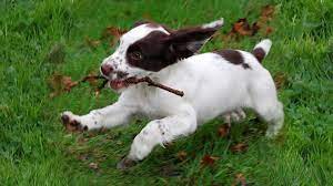 It's also free to list your available puppies and litters on our site. English Springer Spaniel Must Know Facts And Traits Petmoo