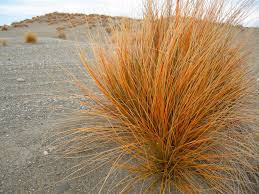 Image result for Ficinia