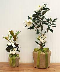 Southern Magnolia Memorial Tree Instead Of Flowers For A Person That Has Passed Away Consider Sending A Tree That Sympathy Tree Memorial Tree Ideas Tree Gift