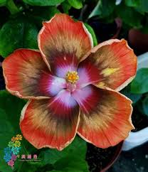 Pin Von Gabi Epple Auf Hibiskus Hibiskus