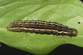 Image result for Syngrapha hochenwarthi