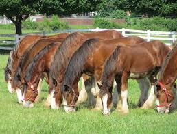 breed breakdown clydesdale horse