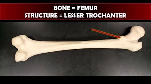 Play this quiz called label the parts of a long bone and show off your skills. Bones Practice For Practical Exam New And Improved Youtube