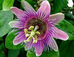 Pin By Chelolancellotti On Flowers Flowers Galore Passion Flower Passion Fruit Flower Blue Passion Flower