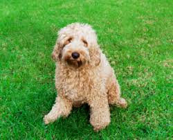 As a designer breed, mini labradoodle puppies combine traits from toy poodles and labrador retrievers. 6 Best Labradoodle Breeders In Iowa 2021 We Love Doodles