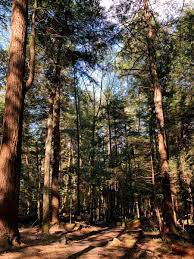 Black forest ham is sold fully cooked. Spending Two Days Immersed In Nature In Cook Forest Pennsylvania Wilds