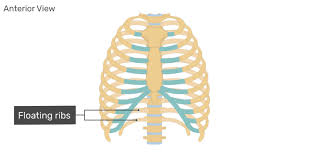 Thoracic vertebral column twelve pairs of ribs: Structure Of The Ribcage And Ribs