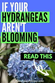 Why Are My Hydrangeas Not Blooming Hydrangea Not Blooming Hydrangea Garden Hydrangea Care