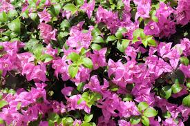 3d paper flowers pink white with trees 10 8 6 4 craft diy large wall decorations giant backdrop photo booth baby shower. Background Of Beautiful Fresh Pink Bougainvillea Flowers Or Paper Stock Photo Picture And Royalty Free Image Image 91709320