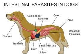 Why Is Your Dogs Stomach Making Noises 5 Reasons Dogsfud