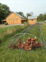 Chicken Tunnel For The Vegetable Garden Tunnel Per Galline In Rete Metallica Kitchengarden Ideia Criativa E Mui Huhnergarten Huhner Im Garten Hinterhofhuhner