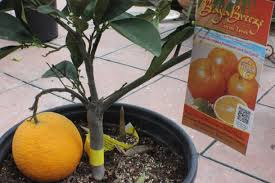A mutation of 'washington' navel first marketed by armstrong nurseries in 1958. Semi Dwarf Washington Navel Orange Tree Hecho De Mano Citrus Trees Orange Tree Planting Succulents