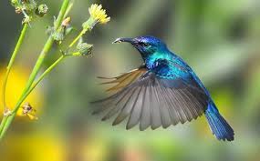 Moms juga perlu tahu cara merawat burung lovebird jika ingin memeliharanya di rumah. 20 Jenis Burung Peliharaa Yang Bisa Anda Pelihara Di Rumah Haipedia Com