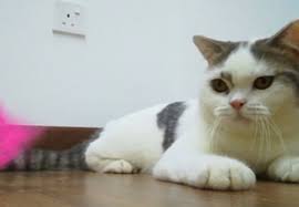 British shorthair kitten for sale shopee malaysia. British Shorthair From Ukraine Everything Else Others On Carousell