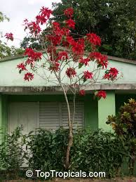 Image result for Euphorbia pulcherrima