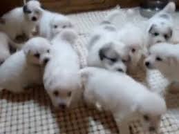 We did not find results for: Lady S Puppies 5 Weeks Old Wells Providence Great Pyrenees Puppies Youtube