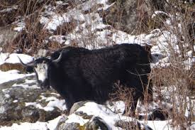 Sikkim is gamut of rich wildlife. Yak Rearing In Sikkim Transforms To Cope With Climate Change