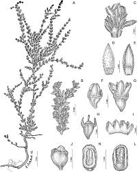 Image result for Spermacoce subvulgata