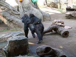 Feb 13, 2019 · jr「上野駅」や「京成上野駅」から徒歩5分程度とアクセスしやすいのも魅力です。 人気のジャイアントパンダをはじめ、約350種の生き物を飼育。ゴリラ、トラ、アジアゾウ、ヒグマ、ホッキョクグマ、アザラシ、キリンやカバなど人気の動物を見学できます。 ä¸Šé‡Žå‹•ç‰©åœ' å…¬å¼ On Twitter ä¸Šé‡Žå‹•ç‰©åœ' å‹•ç‰© ã‚´ãƒªãƒ©