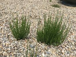 Image result for Commicarpus pedunculosus