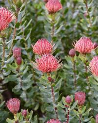 Image result for Leucospermum