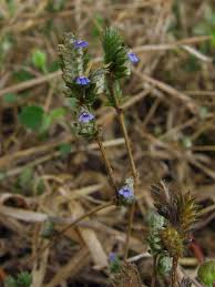 Image result for Rungia