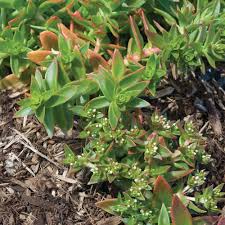 Image result for Crassula capitella