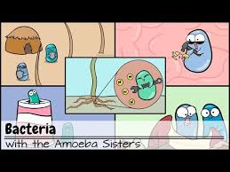 Answer key for mice media publishing,. Amoeba Sisters Bacteria Worksheet Jobs Ecityworks