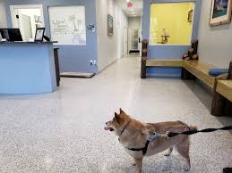 Welcome to yasa pets hospital … explore a fully functioning hospital full of doctors and nurses!yasa pets hospital is totally free to play !! Island Animal Hospital 34 Photos 33 Reviews Veterinarians 105 Mcleod St Merritt Island Fl Phone Number Yelp
