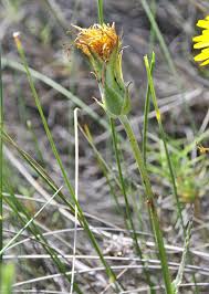 Image result for Pseudopodospermum hispanicum