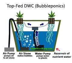 Is It Better To Grow Cannabis In Soil Or Hydro Grow Weed Easy