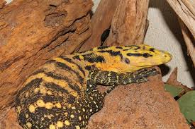 Varanus Cumingi Http Www Reptileradio Net Monitor Lizards 49856 Varanus Cumingi Html Reptiles Amphibians Monitor Lizard