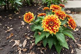 Annalena baerbock deepfake porn varied opinions yet my time