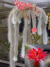 Hildewintera Colademononis Stunning Monkey Tail Cactus Red Etsy Cactus Care Cactus Plants Cactus Flower