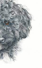 How To Paint A Curly Haired Poodle In Watercolor Rebecca Rhodes Poodle Drawing Poodle Painting Watercolor Poodle